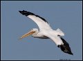 _0SB0282 american white pelican